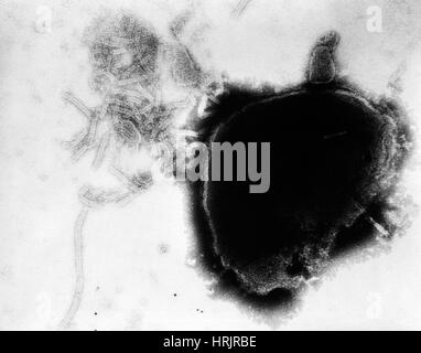 Paramyxovirus, Mumps-Virus, TEM Stockfoto