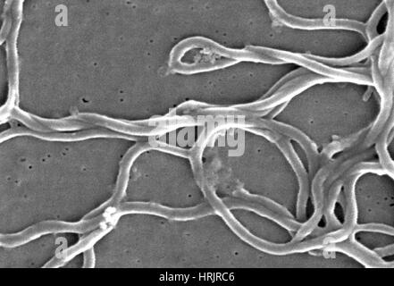Lyme-Borreliose, Borrelia Burgdorferi Bakterien, SEM Stockfoto
