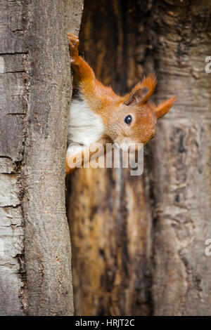 Eine wilde Squirel, eingefangen in einem kalten, sonnigen Herbsttag Stockfoto