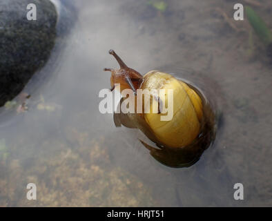 Eine gelb-schalig Weißlippen-Schnecke (Bänderschnecken Hortensis) im flachen Wasser am Rand des einen Gartenteich suchen beim Fotografen Stockfoto