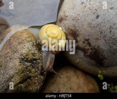 Eine gelb-schalig Weißlippen-Schnecke (Bänderschnecken Hortensis) auf einem Stein am Rande des einen Gartenteich Stockfoto