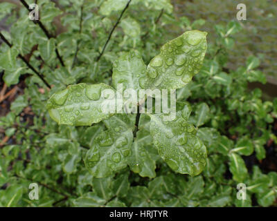 Nahaufnahme von Wassertropfen auf den Blättern von Pittosporum Tenuifolium "Abbotsbury Gold" Stockfoto