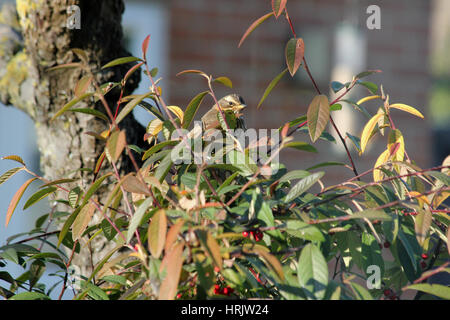Redwing sitzen in einem cotoneaster Bush (Cotoneaster frigidus' Cornubia') im Winter Sonne neben einem knorrigen Apple Tree Trunk mit einer verschwommenen Hintergrund Stockfoto
