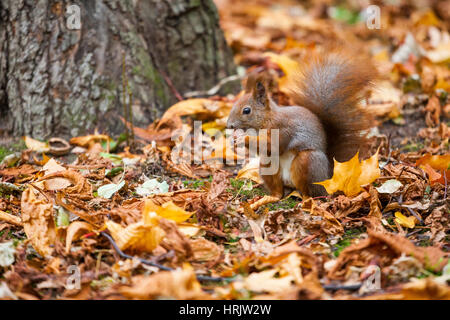 Eine wilde Squirel, eingefangen in einem kalten, sonnigen Herbsttag Stockfoto