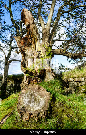 Überreste eines alten Baumes mit Baumstamm zeigt Ringe geben Hinweis auf Alter neben alten Trockenmauer. Stockfoto