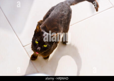 Resort Katze essen von Touristen im Stranddorf Bali betteln. Süße flauschige Haustiere im Urlaub. Rethymnon, Kreta, Griechenland Stockfoto