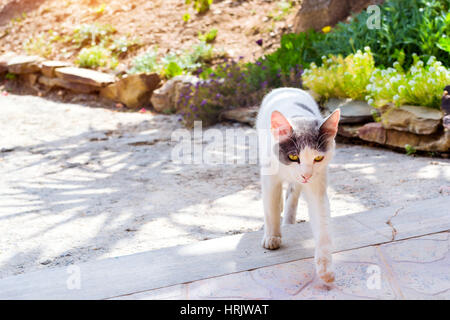 Resort Katze essen von Touristen im Stranddorf Bali betteln. Süße flauschige Haustiere im Urlaub. Rethymnon, Kreta, Griechenland Stockfoto