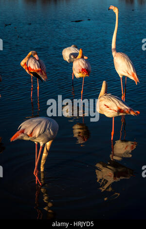 Eine Schar von Flamingos in unterschiedlichen Posen bei Sonnenuntergang in der Camargue, Frankreich Stockfoto