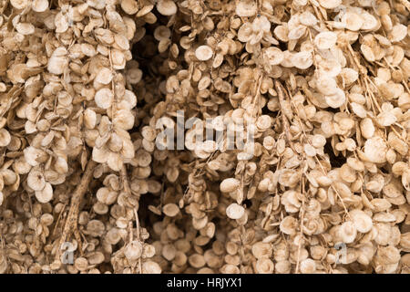 Atriplex Hortensis. Hängende Garten Gartenmelde Samen - abstrakten Hintergrund Stockfoto