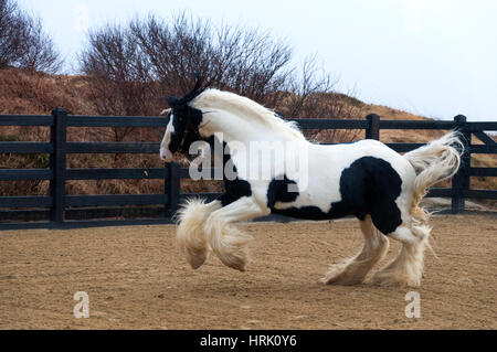 Herr des Tanzes ist ein herausragendes Beispiel für einen echten traditionellen Irish Cob Hengst. Stockfoto