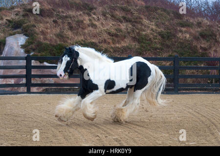 Herr des Tanzes ist ein herausragendes Beispiel für einen echten traditionellen Irish Cob Hengst. Stockfoto