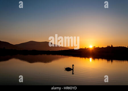 Ruhig noch ruhigen See mit Schwan bei Sonnenuntergang Stockfoto