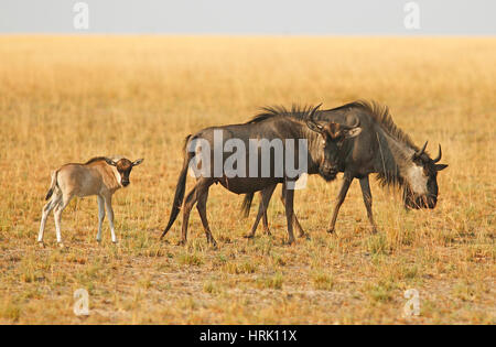 Gnus (Connochaetes) Kalb in der grasbewachsenen Savanne, Liuwa-Plain-Nationalpark, Sambia Stockfoto