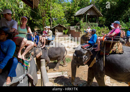 Thailand, Phuket - 19. Februar 2017: Elefanten-trekking durch den Dschungel in Thailand Stockfoto