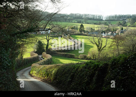 Die engen, gewundenen Feldweg mit hohen Hecken. South Devon England Großbritannien Stockfoto