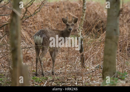 Foto von einem jungen männlichen Sika Hirsch am Rande eines Waldes mit Blick auf seine Schulter mit getrockneten Bracken in den Rücken Boden Stockfoto