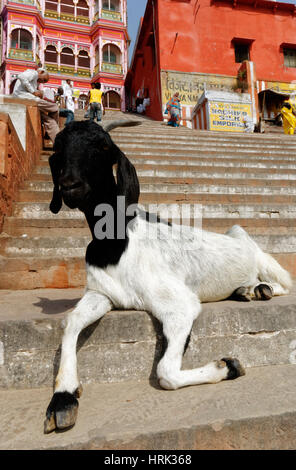 Eine Ziege auf Kedar Ghat in Varanasi in Indien Stockfoto