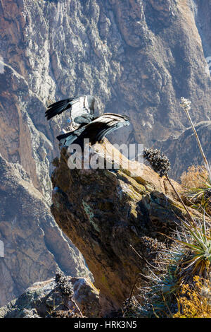 Condor im Colca Canyon sitzen, Peru, Südamerika. Dies ist ein Kondor der größte fliegende Vogel auf der Erde Stockfoto