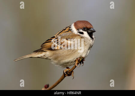 Eurasische Baum Sperling, Passer Montanus, männlich in Hochsommer Zucht Gefieder, thront in einer Hecke bei Manea, Cambridgeshire. Stockfoto