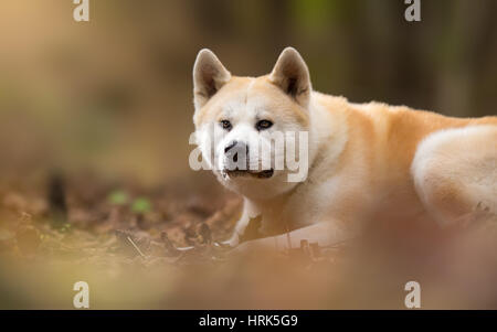 Japanischer Hund Akita Inu Portrait Stockfoto