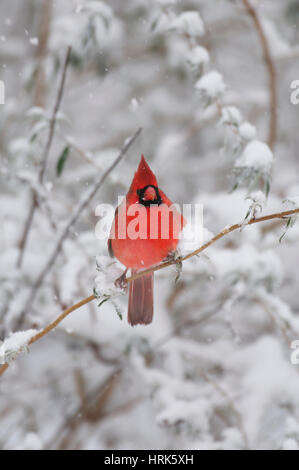 Männliche nördlichen Kardinal auf Ast mit Schnee Stockfoto