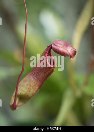 Nepenthes-Kannenpflanze mit Fliege im Tropical Dream-Zentrum, Botanischer Garten in Ocean Expo Park, Motobu, Okinawa, Japan Stockfoto