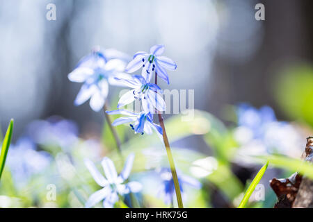 Zeitigen Frühjahr blaue Scilla (Blaustern) blühen Hintergrund. Soft-Fokus. Stockfoto