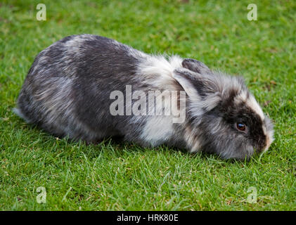 Mehrfarbige Löwenkopf Kaninchen Stockfoto