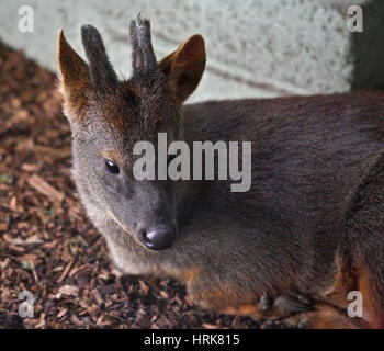 Chilenische Pudu (Oudu Ouda) Stockfoto