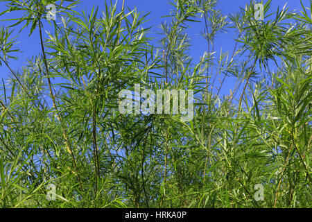 Sommer Hintergrund besteht aus einem tropischen Baum mit grünen Blättern Stockfoto