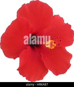 Rote Hibiskusblüten. Vektor-Illustration. Tropische Pflanze. Stock Vektor