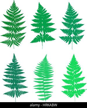 Satz von Farn Wedel Silhouetten. Vektor-illustration Stock Vektor