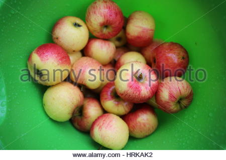 Frische rote Äpfel glänzen in einem grünen Container im Frühherbst. Stockfoto