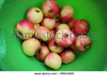 Frische rote Äpfel glänzen in einem grünen Container im Frühherbst. Stockfoto