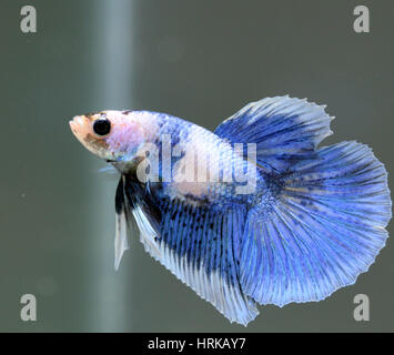 Junge Halfmoon Schmetterling männlich Betta Splendens Stockfoto