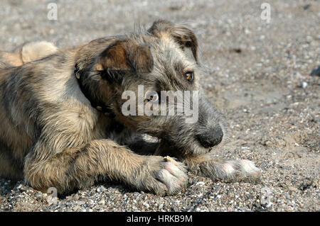 Gesicht Foto von eine junge irische Wolfshund Kauen einen Stick, beim Betrachten der Fotograf mit "Augen des Hundes". . Stockfoto