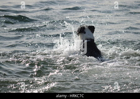 Ein Border-Collie Schwimmen mit einer Kugel in den Mund Stockfoto