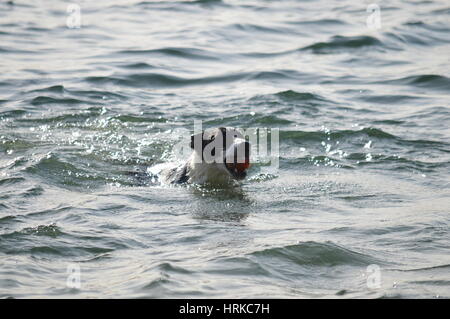 Ein Border-Collie Schwimmen mit einer Kugel in den Mund Stockfoto