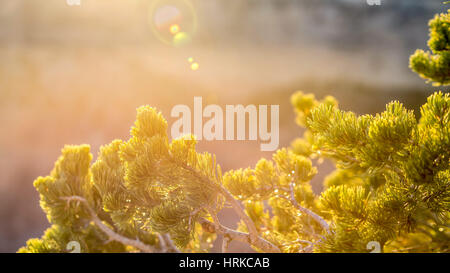 PIN Baum Snlight closeup Stockfoto