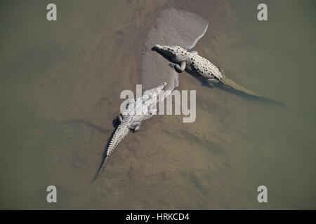 Krokodile sonnen sich auf einer Sandbank in einem Fluss in Costa Rica. Stockfoto