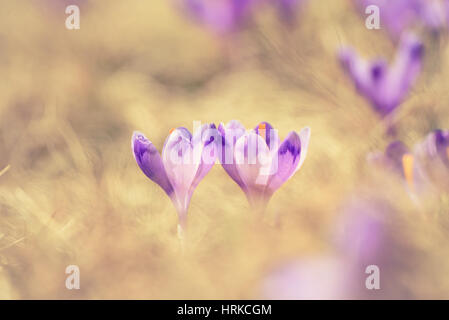 Paar schöne Violette Krokusse blühen in gelb Trockenrasen, die ersten Zeichen des Frühlings wächst. Saisonale Ostern natürlichen Hintergrund. Stockfoto