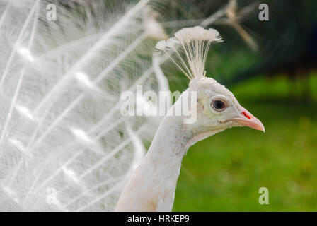 Seitenansicht der weiße Pfau Stockfoto