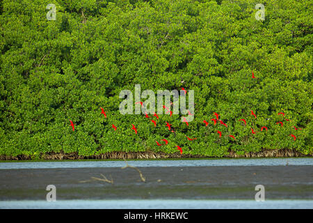 Scarlet Ibis (Eudocimus Ruber). Fliegen nach Schlafplatz Website unter Mangroven. Caroni Sumpf. Trinidad. Souther Karibik. West Indies. WLAN Stockfoto