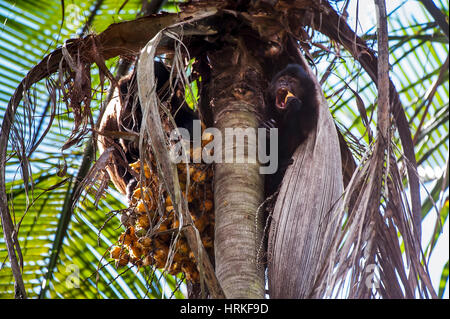 Crested Kapuziner (Sapajus Robustus) bedrohte vom Aussterben bedroht, fotografiert in Linhares / Sooretama, Espírito Santo - Südosten von Brasilien. Atlantik Stockfoto