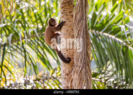 Crested Kapuziner (Sapajus Robustus) bedrohte vom Aussterben bedroht, fotografiert in Linhares / Sooretama, Espírito Santo - Südosten von Brasilien. Atlantik Stockfoto