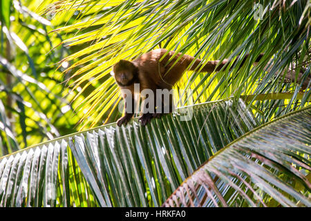 Crested Kapuziner (Sapajus Robustus) bedrohte vom Aussterben bedroht, fotografiert in Linhares / Sooretama, Espírito Santo - Südosten von Brasilien. Atlantik Stockfoto