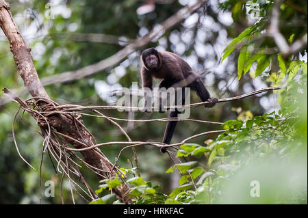 Schwarze Kapuziner (Sapajus Nigritus) typisch für die Atlantische Regenwald des südöstlichen Brasilien. Fotografiert in Cariacica, Espírito Santo - Brasilien. Atlantik Stockfoto