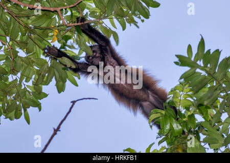 Crested Kapuziner (Sapajus Robustus) bedrohte vom Aussterben bedroht, fotografiert in Linhares / Sooretama, Espírito Santo - Südosten von Brasilien. Atlantik Stockfoto