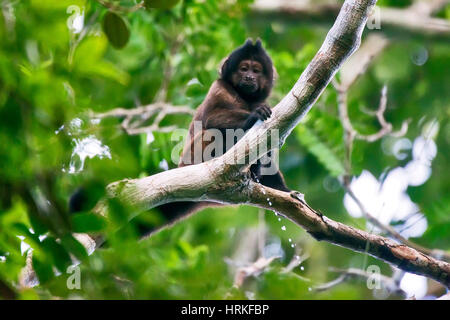 Crested Kapuziner (Sapajus Robustus) bedrohte vom Aussterben bedroht, fotografiert in Linhares / Sooretama, Espírito Santo - Südosten von Brasilien. Atlantik Stockfoto