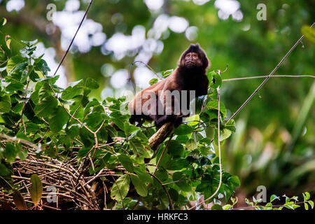 Crested Kapuziner (Sapajus Robustus) bedrohte vom Aussterben bedroht, fotografiert in Linhares / Sooretama, Espírito Santo - Südosten von Brasilien. Atlantik Stockfoto